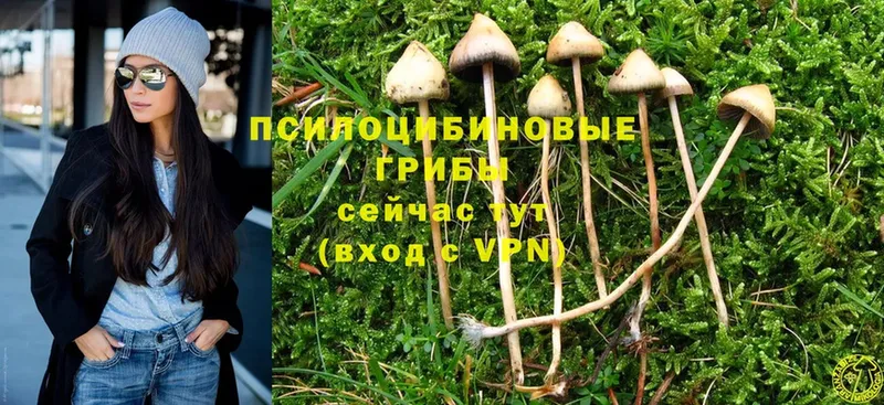 Псилоцибиновые грибы MAGIC MUSHROOMS  Боровичи 